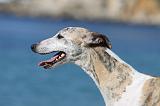 WHIPPET 237